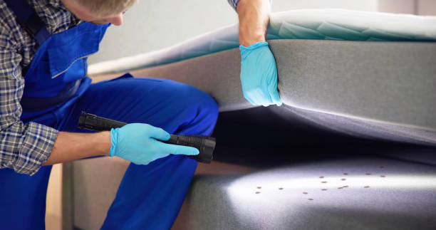 Best Ant Control Services  in Oak Ridge North, TX