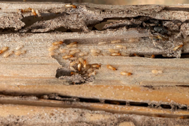 Best Pest Inspection Near Me  in Oak Ridge North, TX