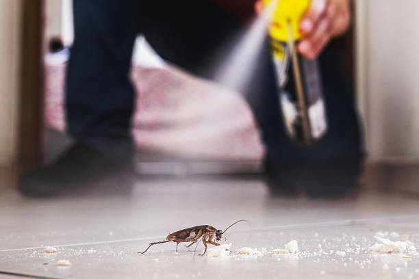 Best Termite Control Services  in Oak Ridge North, TX